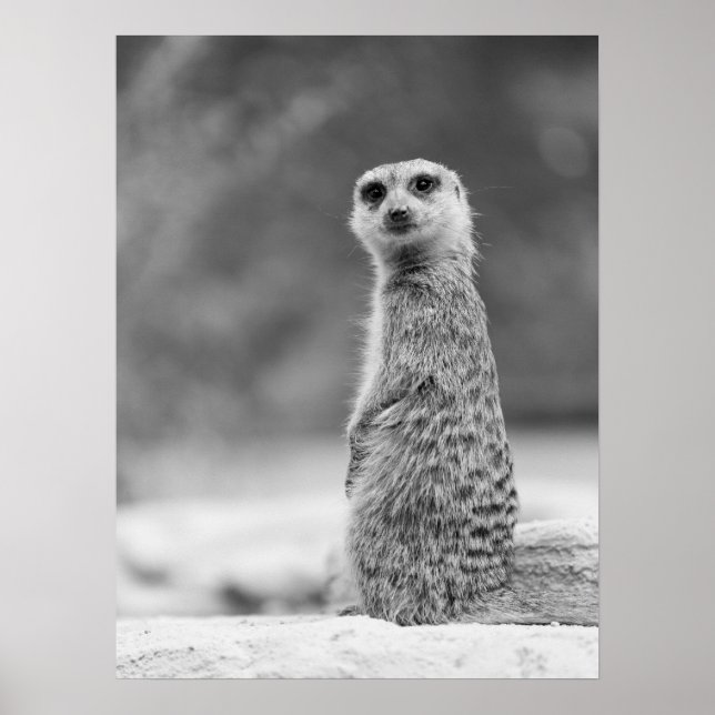 Black and White Meerkat Porträtt Wildlife Poster (Framsidan)