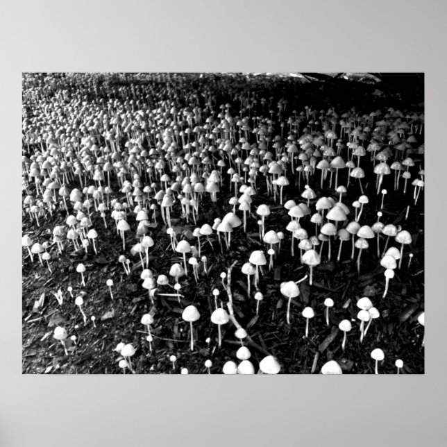 Black and White Mushroom Colony Photo Poster (Framsidan)