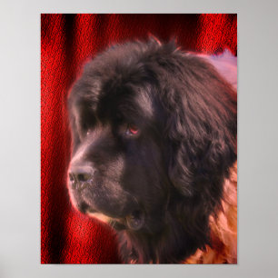 Black and White Newfoundland Hund Ansikte Poster