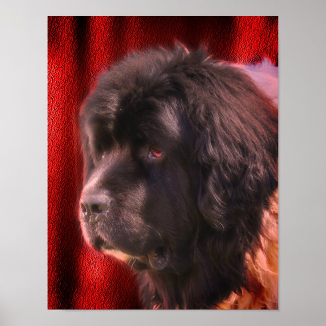 Black and White Newfoundland Hund Ansikte Poster (Framsidan)