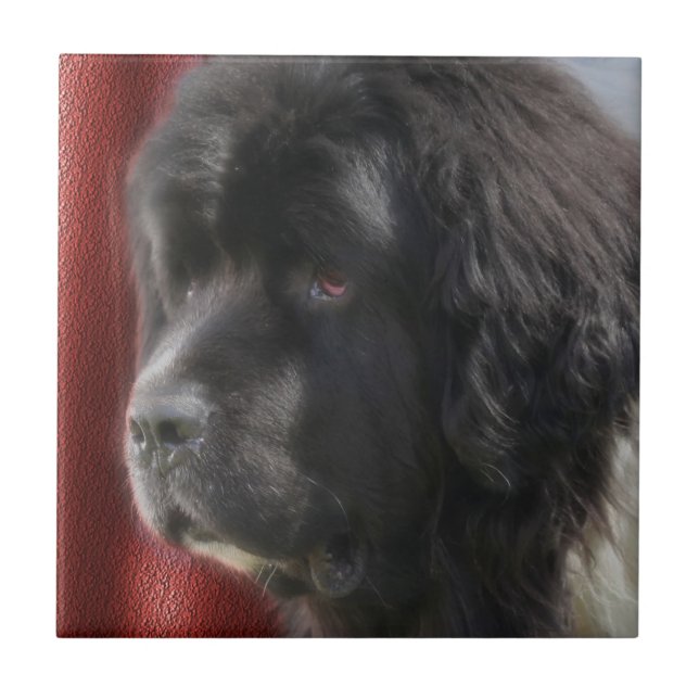 Black and White Newfoundland Hund Kakelplatta (Framsidan)