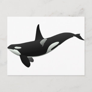 Black and White Orca Killer Whale Vykort
