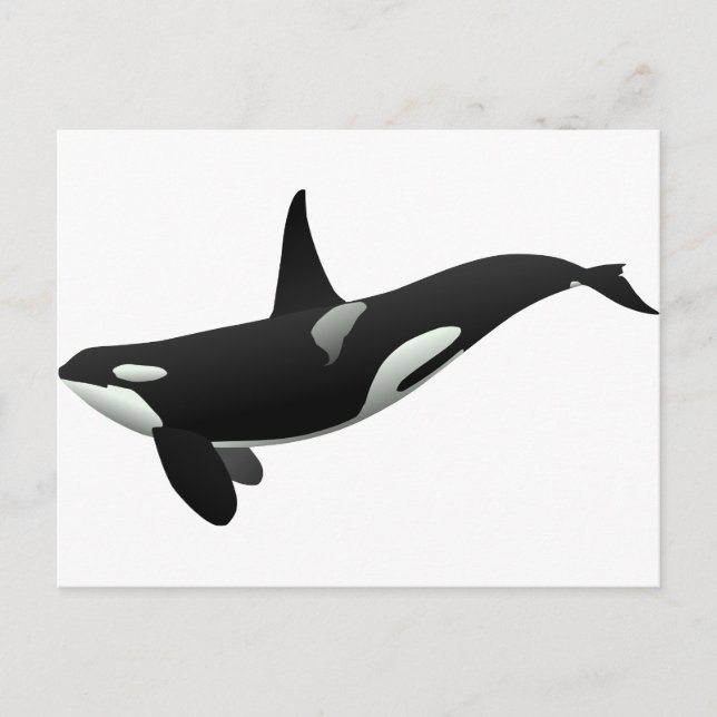 Black and White Orca Killer Whale Vykort (Framsida)