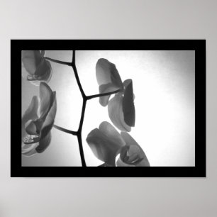 Black and White Orchids på Stem Poster