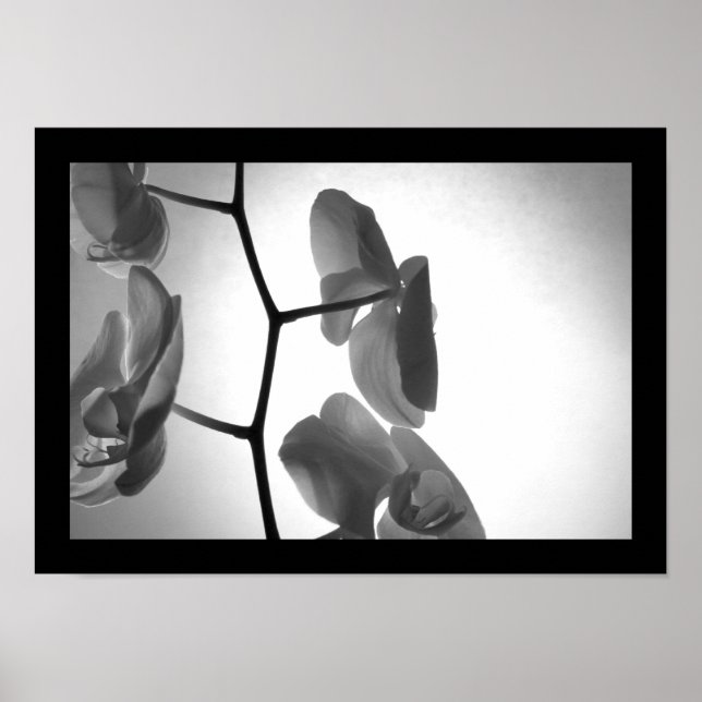 Black and White Orchids på Stem Poster (Framsidan)