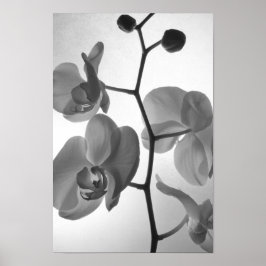 Black and White Orchids på Stem Poster
