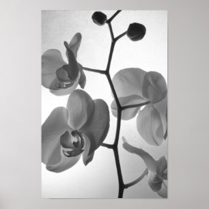 Black and White Orchids på Stem Poster