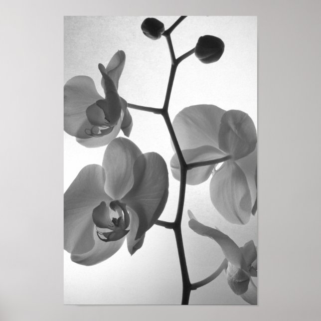 Black and White Orchids på Stem Poster (Framsidan)
