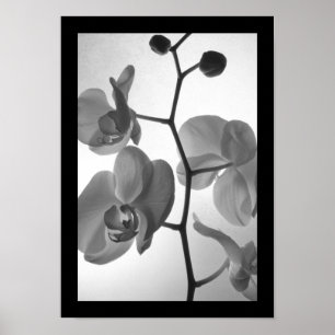 Black and White Orchids på Stem Poster