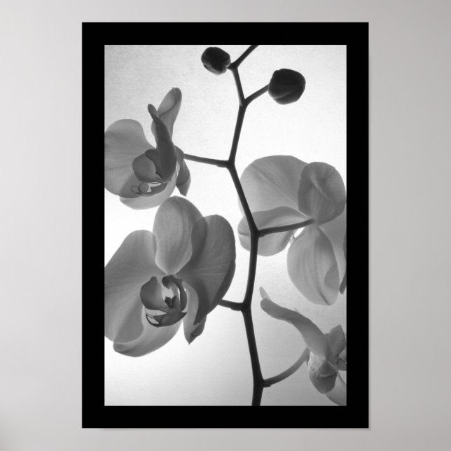 Black and White Orchids på Stem Poster (Framsidan)