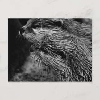 black and white otters vykort