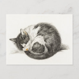 Black and white pencil drawing of a sleeping cat vykort