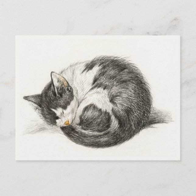 Black and white pencil drawing of a sleeping cat vykort (Framsida)
