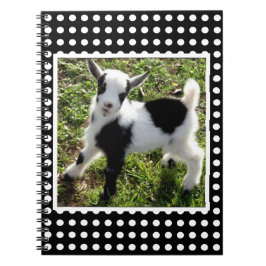 Black and White Polka Dot Nigerian Dwarf Goat Kid Anteckningsbok