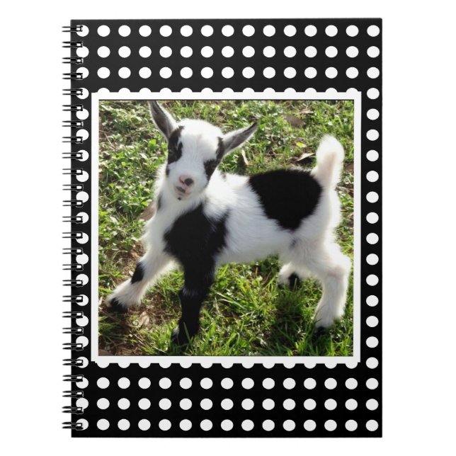 Black and White Polka Dot Nigerian Dwarf Goat Kid Anteckningsbok (Framsidan)