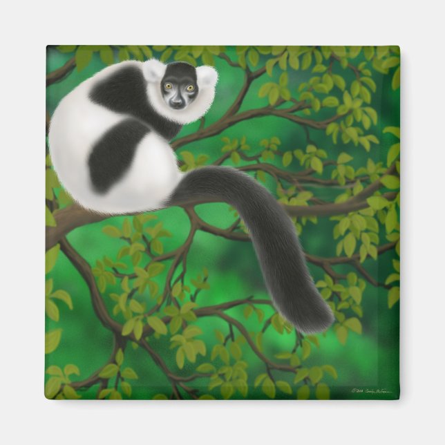 Black and White Ruffed Lemur Magnet (Framsidan)
