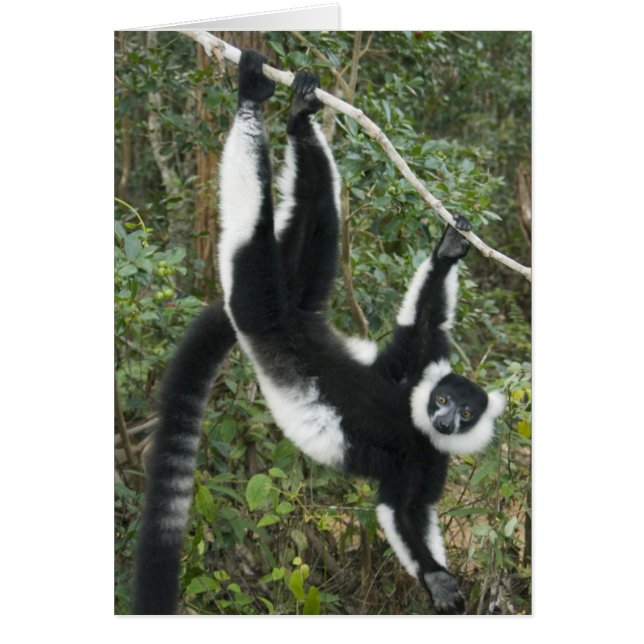Black and White Ruffed Lemur (Varecia) Hälsningskort (Framsidan)