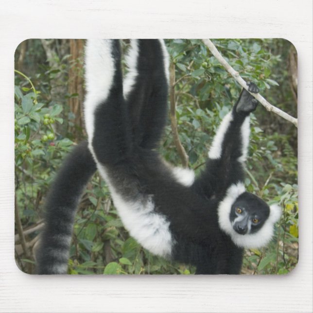 Black and White Ruffed Lemur (Varecia) Musmatta (Framsidan)
