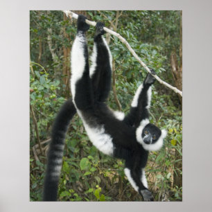 Black and White Ruffed Lemur (Varecia) Poster