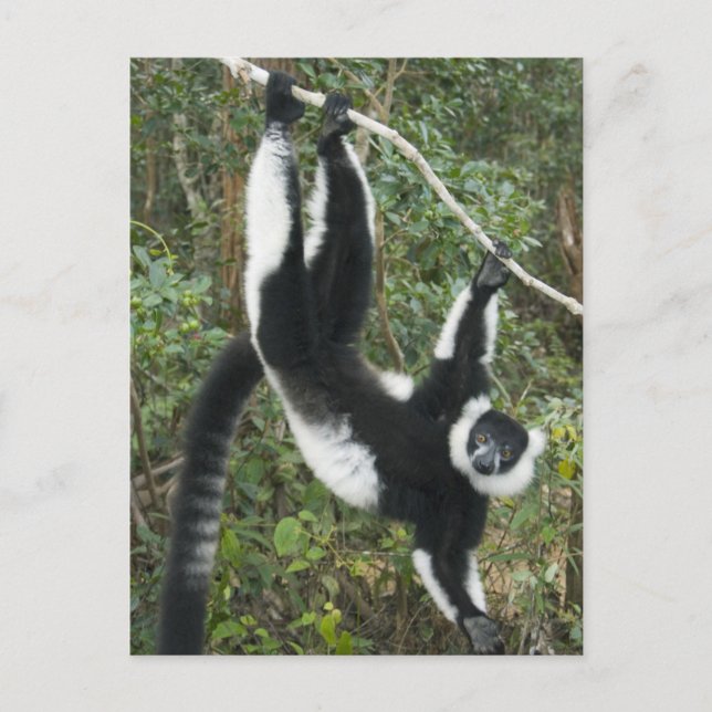 Black and White Ruffed Lemur (Varecia) Vykort (Framsida)