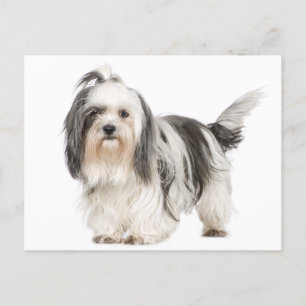 Black And White Shih Tzu Puppy Dog Vykort