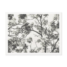 Black and White Silhouette från Träd