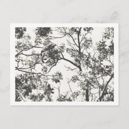 Black and White Silhouette från Träd Vykort