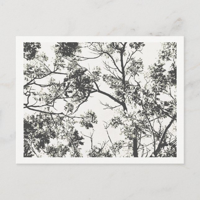 Black and White Silhouette från Träd Vykort (Framsida)