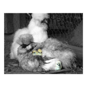 Black and White Silkie Chickens med gult Chickar Fototryck