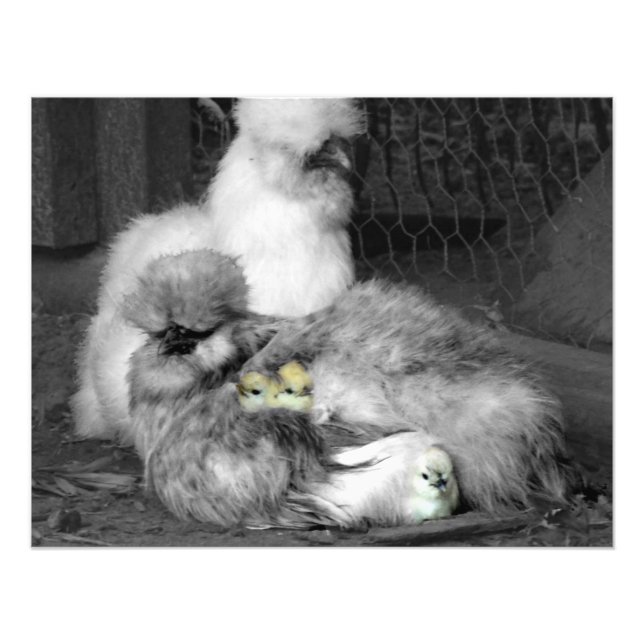 Black and White Silkie Chickens med gult Chickar Fototryck (Framsidan)