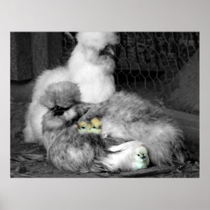 Black and White Silkie Chickens med gult Chickar Poster