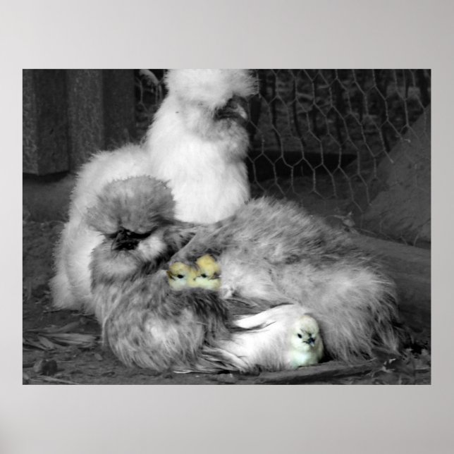 Black and White Silkie Chickens med gult Chickar Poster (Framsidan)