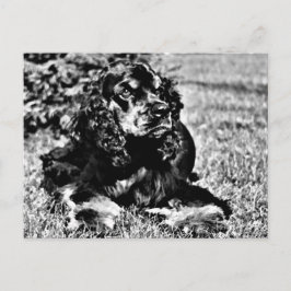 Black and White Sketch of a Cocker Spain Vykort