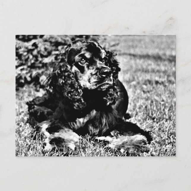 Black and White Sketch of a Cocker Spain Vykort (Framsida)