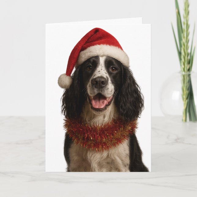 Black and white Springer Spaniel Christmas card Kort (Framsida)