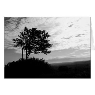 Black and White Träd Silhouette Hälsningskort