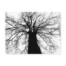 Black and White Träd Silhouette - vykort