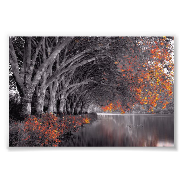Black and White Trees. Reflection in a lake. Fototryck (Framsidan)