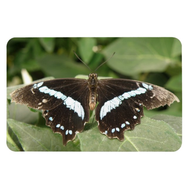 Black and White Tropical Butterfly Flexi Magnet (Horisontell)