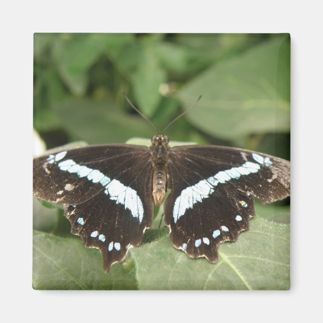 Black and White Tropical Butterfly Magnet (Framsidan)