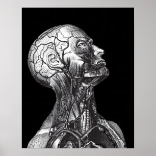 Black and White Vintage Medical Anatomy Head Nacke Poster