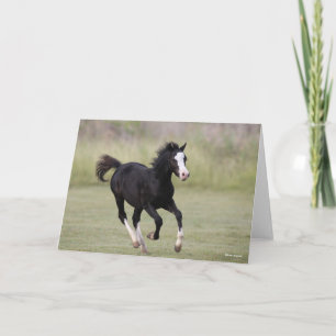 Black and White Welsh Pony Foal Running Kort