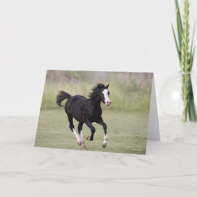 Black and White Welsh Pony Foal Running Kort (Framsida)