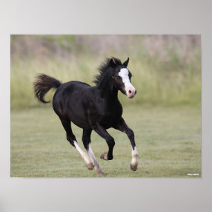 Black and White Welsh Pony Foal Running Poster