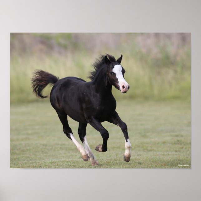 Black and White Welsh Pony Foal Running Poster (Framsidan)
