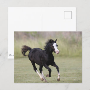Black and White Welsh Pony Foal Running Vykort