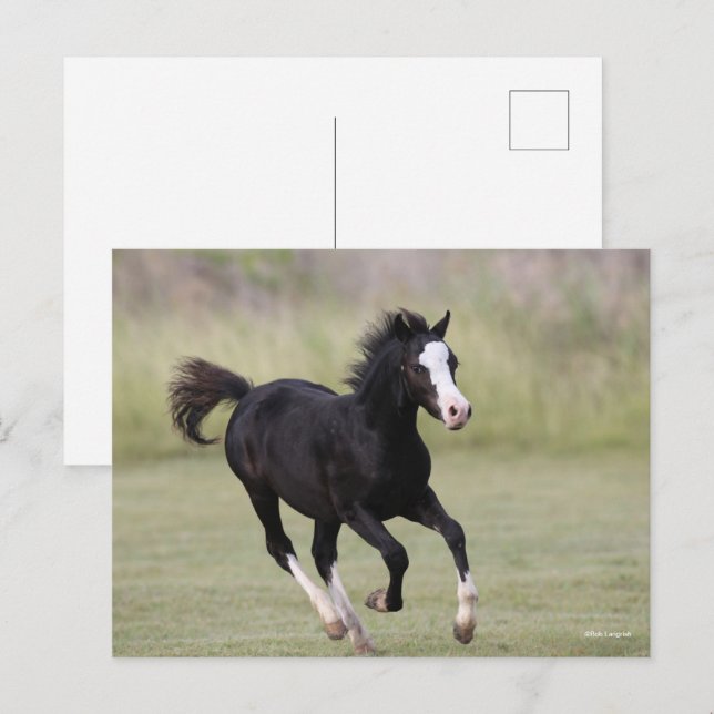 Black and White Welsh Pony Foal Running Vykort (Fram/baksida)