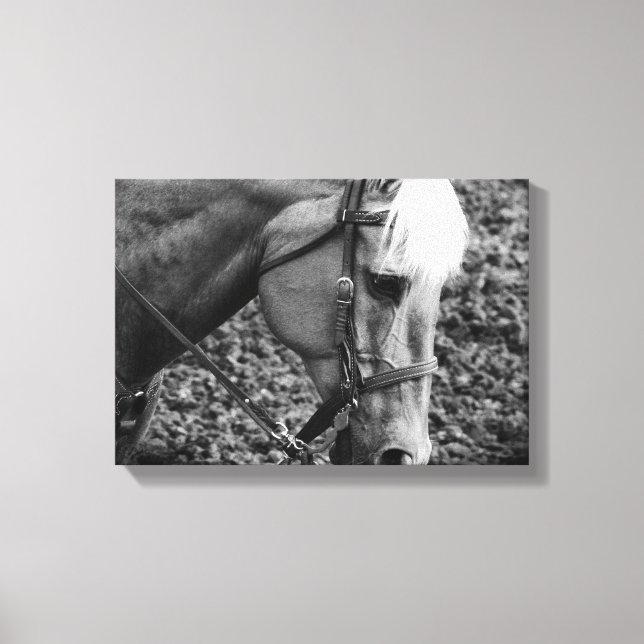 Black and White Western Palomino Horse Canvas Prin (Framsida)