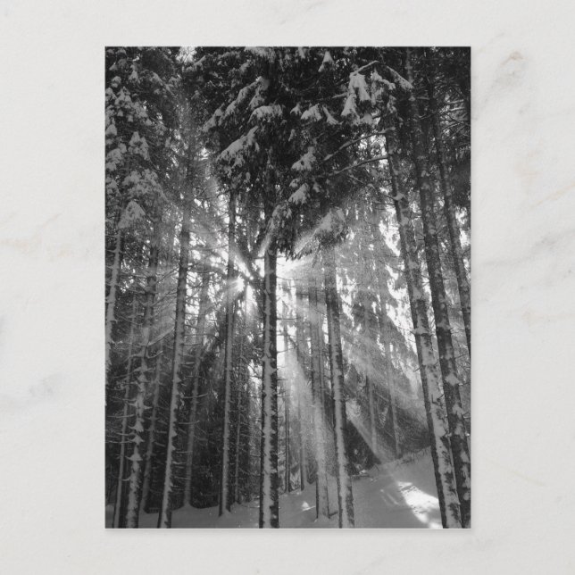 Black and White Winter Wonderland Vykort (Framsida)