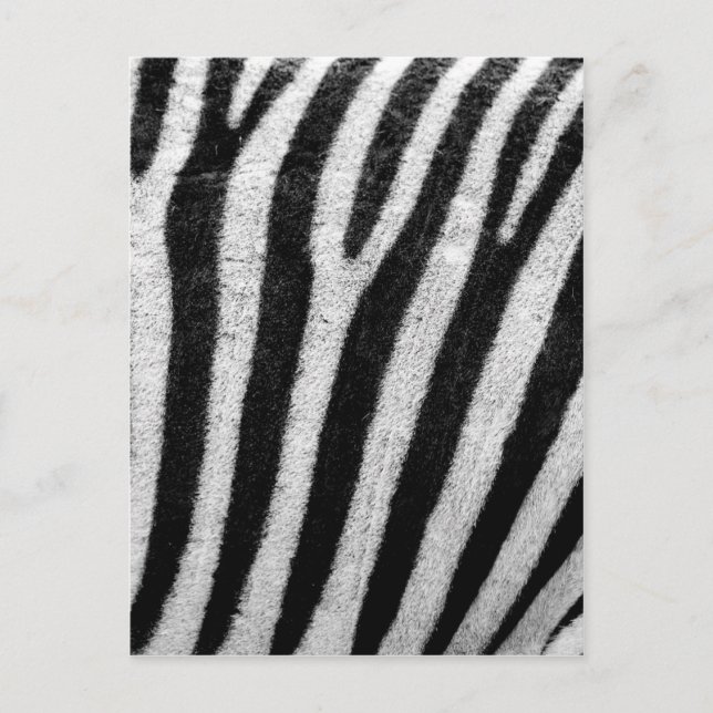 Black and White Zebra Hair Rand Vykort (Framsida)